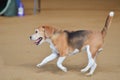 Beagle at a Dog Agility Trial