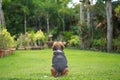 Beagle dog alone at home Royalty Free Stock Photo