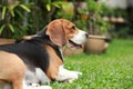 Beagle dog alone at home Royalty Free Stock Photo