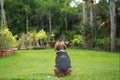 Beagle dog alone at home Royalty Free Stock Photo