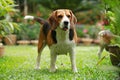 Beagle dog alone at home Royalty Free Stock Photo