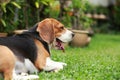 Beagle dog alone at home Royalty Free Stock Photo