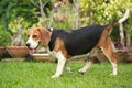 Beagle dog alone at home Royalty Free Stock Photo