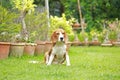 Beagle dog alone at home Royalty Free Stock Photo