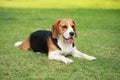 Beagle dog alone at home Royalty Free Stock Photo