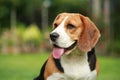 Beagle dog alone at home Royalty Free Stock Photo