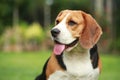 Beagle dog alone at home Royalty Free Stock Photo