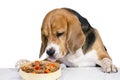 beagle dog with appetite eats food meat