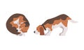 Beagle Dog as Scent Hound Breed with Brown Marking and Large Long Ears Cuddling and Smelling Vector Set