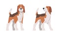 Beagle Dog as Scent Hound Breed with Brown Marking and Large Long Ears Standing Vector Set