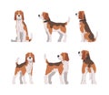 Beagle Dog as Scent Hound Breed with Brown Marking and Large Long Ears Vector Set