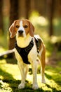 The beagle dog in autumn forest. Portrait with shallow background Royalty Free Stock Photo