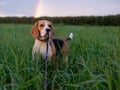 Beagle dog on a background of a rainbow Royalty Free Stock Photo