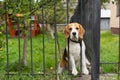 A beagle dog barks behind a forged metal fence sitting on the grass.