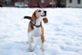 Beagle dog barks on a walk, on a dog walking area. Royalty Free Stock Photo