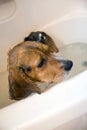 Beagle Dog in the Bathtub Royalty Free Stock Photo