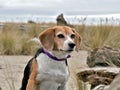 Beagle dog on beach