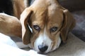 Beagle Dog With Beautiful Eyed Royalty Free Stock Photo