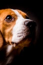 Beagle dog with big eyes sits and looking up ageinst black background Royalty Free Stock Photo