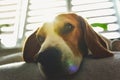 Beagle dog with big eyes take some rest. Dog rests his head on sofa portrait Royalty Free Stock Photo