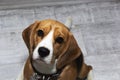 A Beagle dog with big sad eyes sits and looks at the camera. Royalty Free Stock Photo