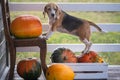 Beagle dog and big yellow pumpkin