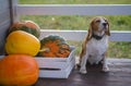 Beagle dog and big yellow pumpkin