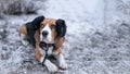 Beagle dog in black fur earflaps in winter park