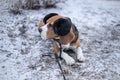 Beagle dog in black fur earflaps in winter park