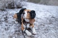 Beagle dog in black fur earflaps in winter park