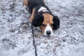 Beagle dog in black fur earflaps in winter park