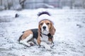 Beagle dog in black fur earflaps in winter park