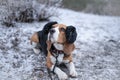 Beagle dog in black fur earflaps in winter park