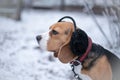 Beagle dog in black fur earflaps in winter park