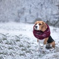 Beagle dog in black fur earflaps in winter park