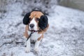 Beagle dog in black fur earflaps in winter park