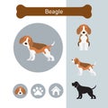 Beagle Dog Breed Infographic