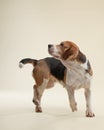 beagle dog on a bright background. Happy pet in the studio Royalty Free Stock Photo