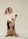 beagle dog on a bright background. Happy pet in the studio Royalty Free Stock Photo