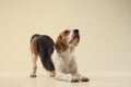 beagle dog on a bright background. Happy pet in the studio Royalty Free Stock Photo