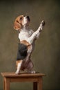 beagle dog on a bright background. Happy pet in the studio Royalty Free Stock Photo