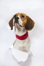 Beagle dog broke the paper Royalty Free Stock Photo