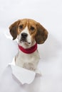 Beagle dog broke the paper Royalty Free Stock Photo