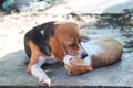 Beagle dog and brown cat. Royalty Free Stock Photo