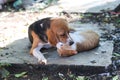 Beagle dog and brown cat in warm hug on the footpath Royalty Free Stock Photo