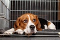 Beagle Dog in cage