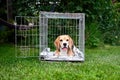 The beagle dog in a cage. Ready to travel. Wire box for keeping and safe transportation of the animal.