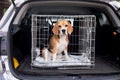 The beagle dog in a cage. Ready to travel. Wire box for keeping and safe transportation of the animal. Royalty Free Stock Photo