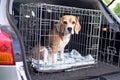 The beagle dog in a cage. Ready to travel. Wire box for keeping and safe transportation of the animal.