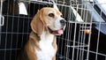 The beagle dog in a cage. Ready to travel. Wire box for keeping and safe transportation of the animal. Royalty Free Stock Photo